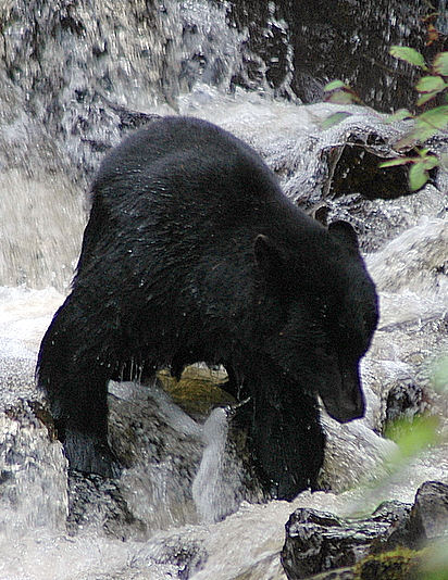 Alaska Bear Adventure -Traders Cove